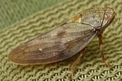 Aphrophora major